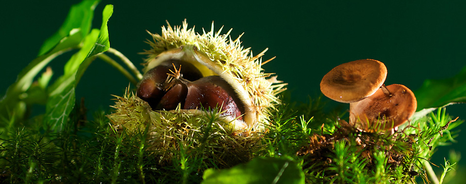 Forrest, photographiert von Nenad Resnik